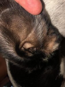 Clean ear.
