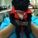 town and country halloween contest