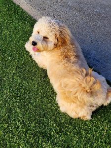 Abby relaxing in the sun at daycare(1)