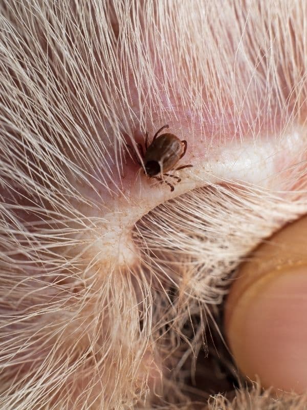 Anaplasmosis tick disease