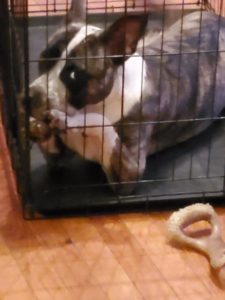 Beans the dog