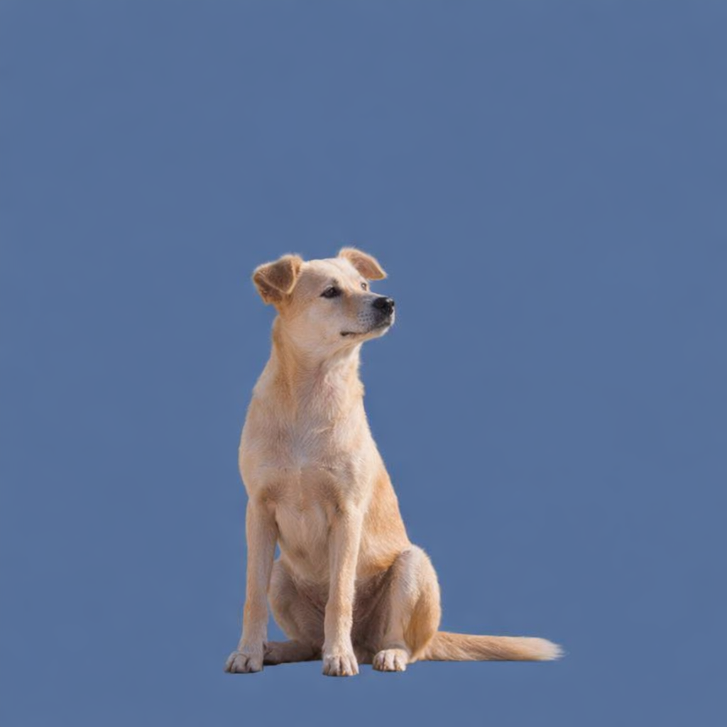 Calm sitting dog