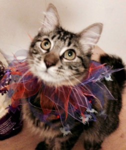 Chance- first kitty in town and country pet contest