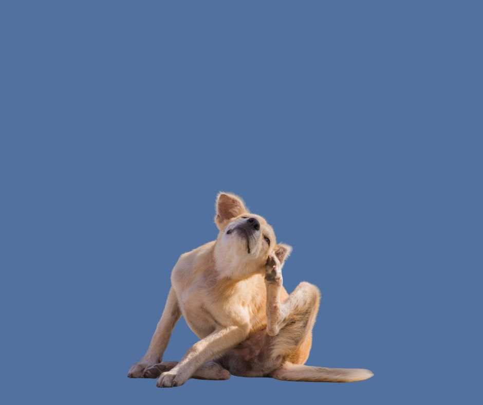 dog scratching