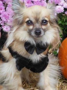 Dressed up dog