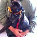 Harley Davidson town and country pet contest