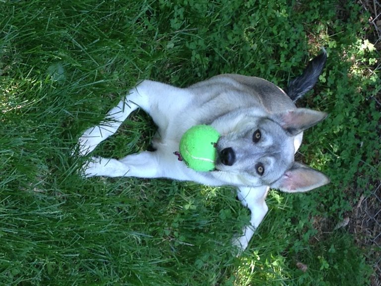 Maya right after Doggy Day Care