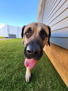 Moose being silly at daycare.