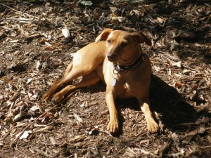 kenzie rescue dog