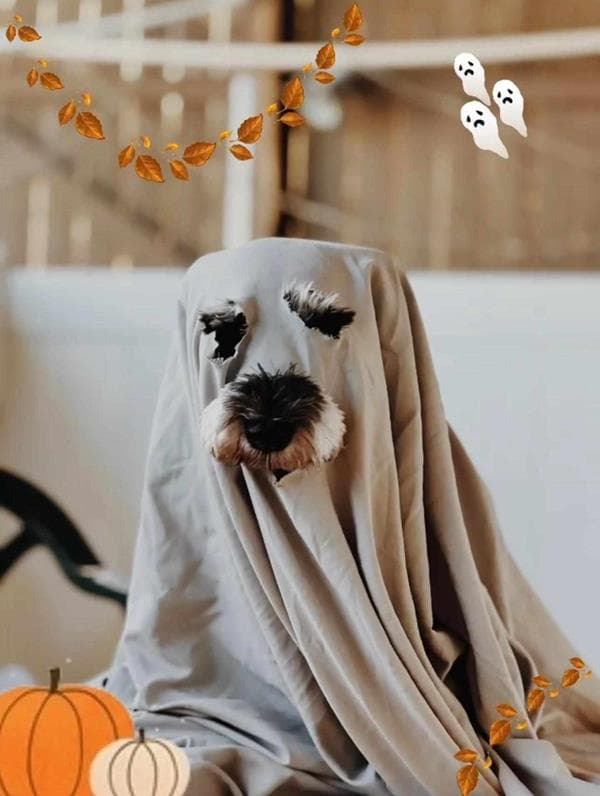 Pet costumes