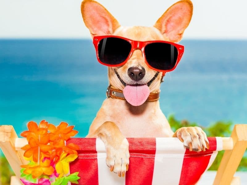 Take your pet on vacation