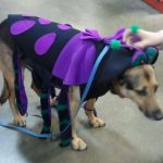 pet contest at town and country