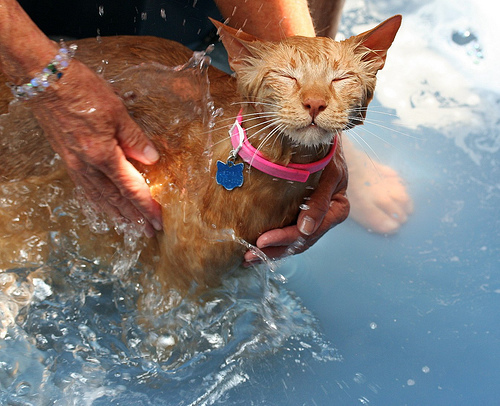 wet cat