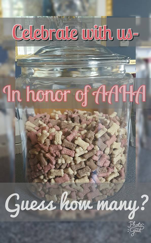 aaha standard contest
