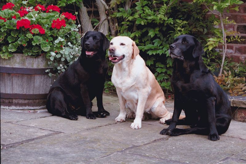 acupuncture for pets
