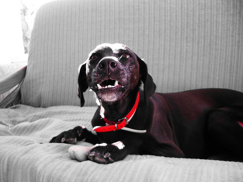 agressive dog