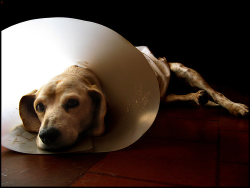 allergy cone