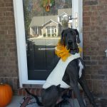 town and country halloween contest