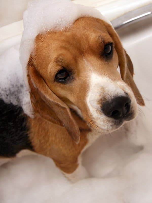 medicated bath for your dog