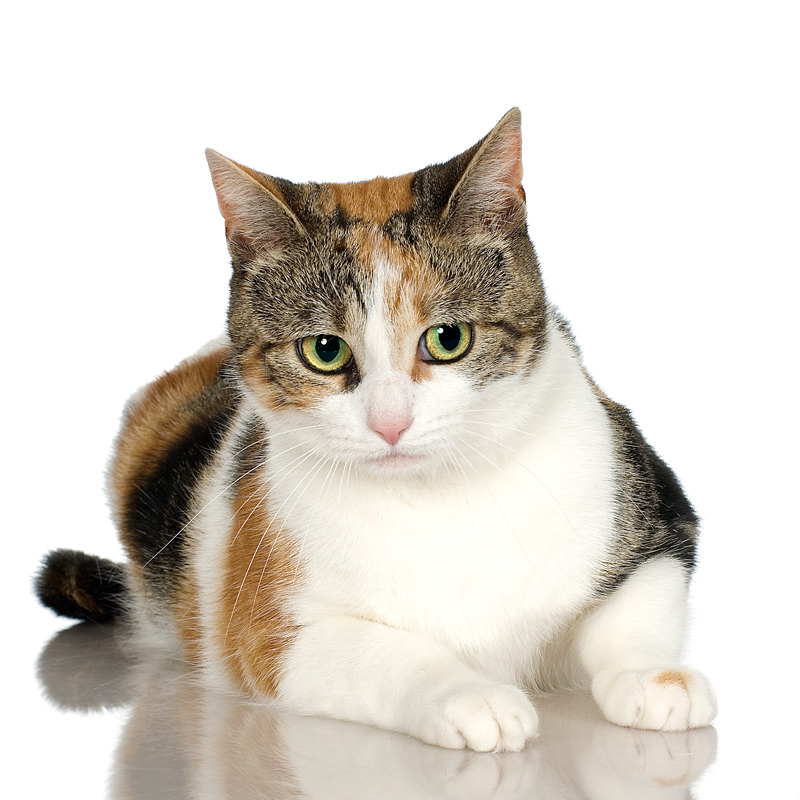 benefits of spay neuter
