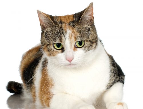 What are benefits of spay/neuter?