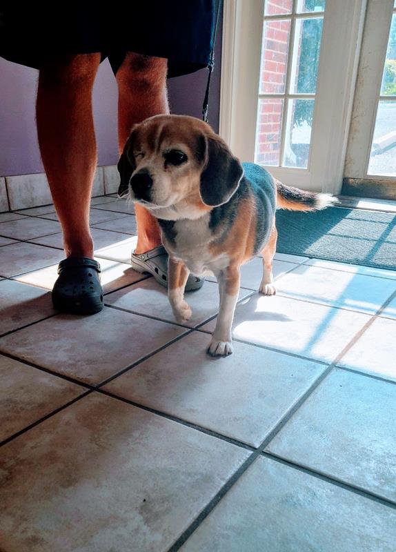 bringing your pet to the vet