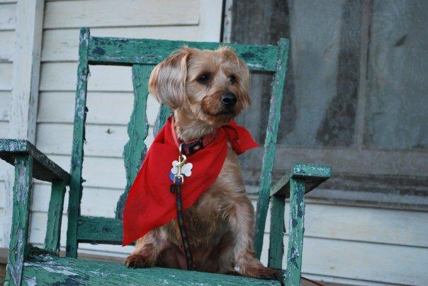 pet costume contest