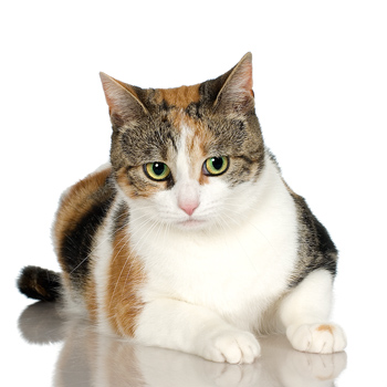 calico cat