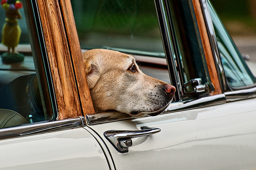 car sickness in dog