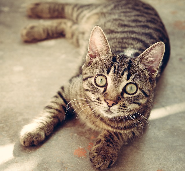 cat and strangers
