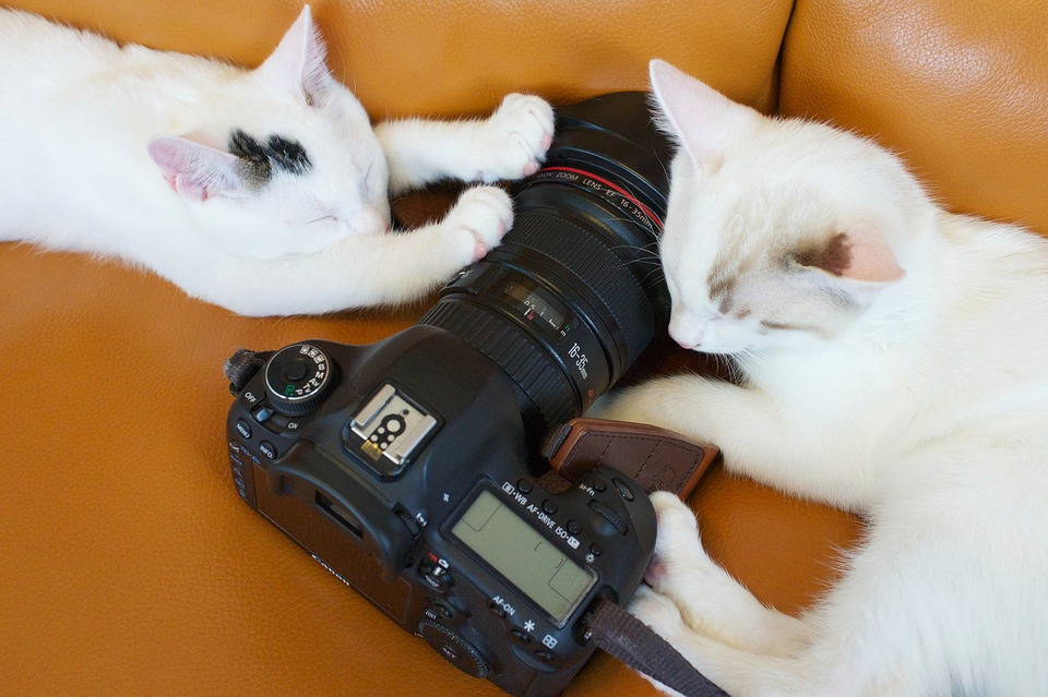 cat contest