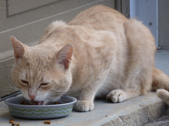 cat eating