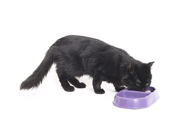 cat food