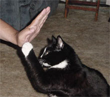 cat-training