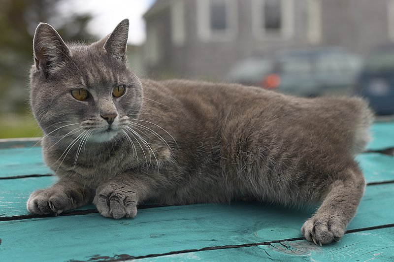 cat with nine loves