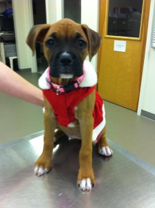 christmas dog christmas dog