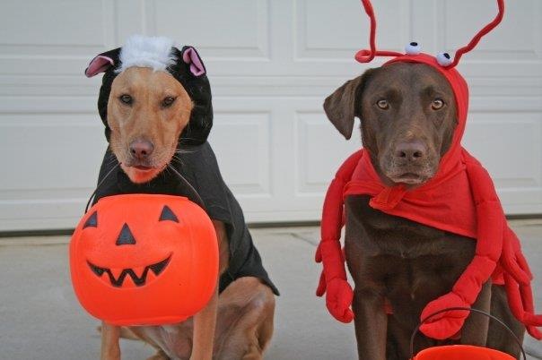 costume contest