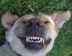 dental health for dogs