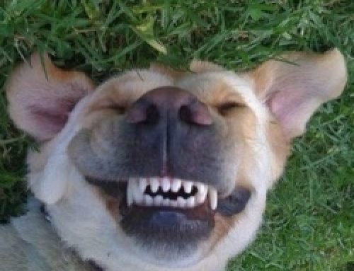 Rin Tin Grin Bag – FREE!