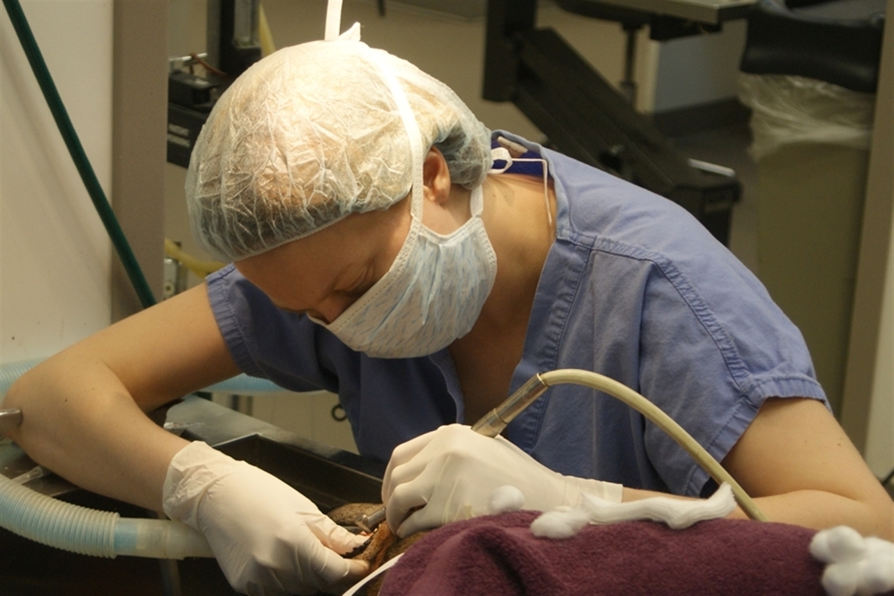 Veterinarian Dentist