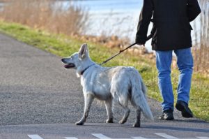 Transitioning your dog