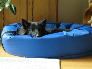 dog bed