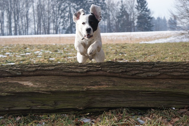 dog agility training