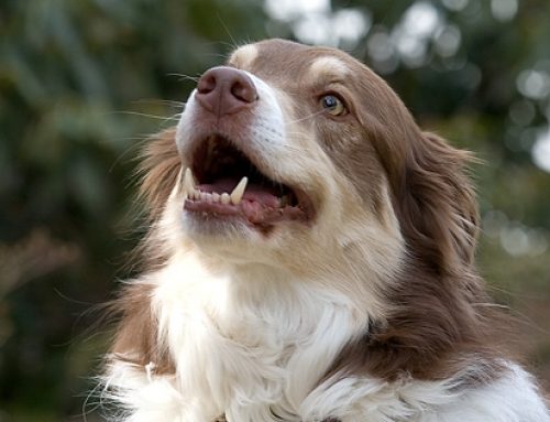 Bad Breath in Your Pet