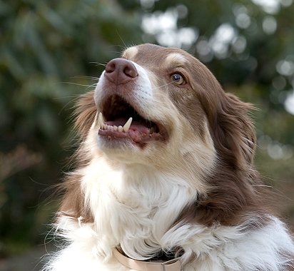 dog breath