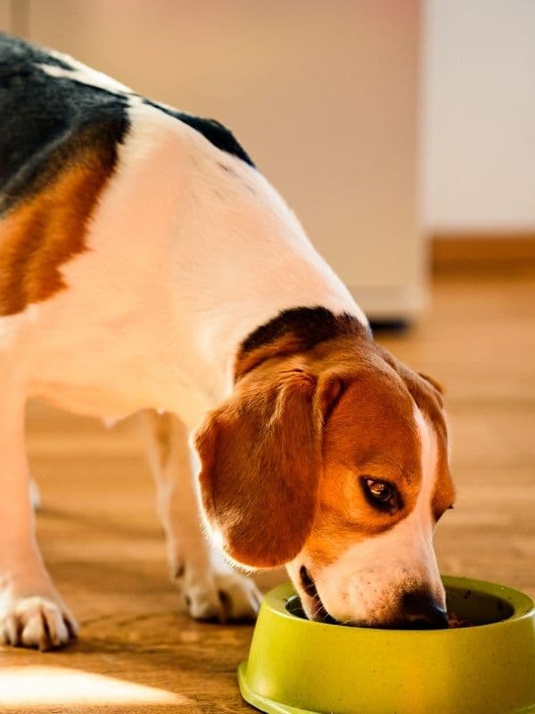 dog diet