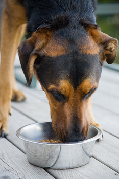 raw dog food