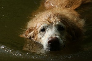 dog-in-water hunter swimming in water