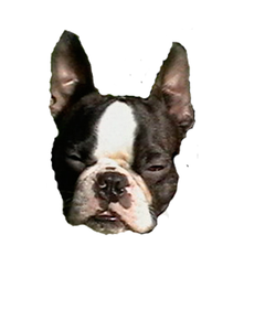 Dog Picture