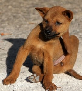 dog scratching